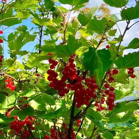 Charming Seaside With Fjord Views Semesterbostad Asker